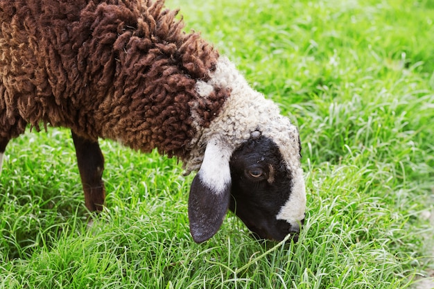 moutons sur l&#39;herbe verte dans la ferme