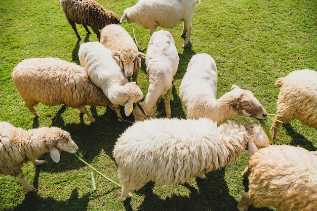 Moutons sur l&#39;herbe verte