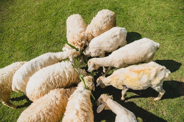 Moutons sur l&#39;herbe verte