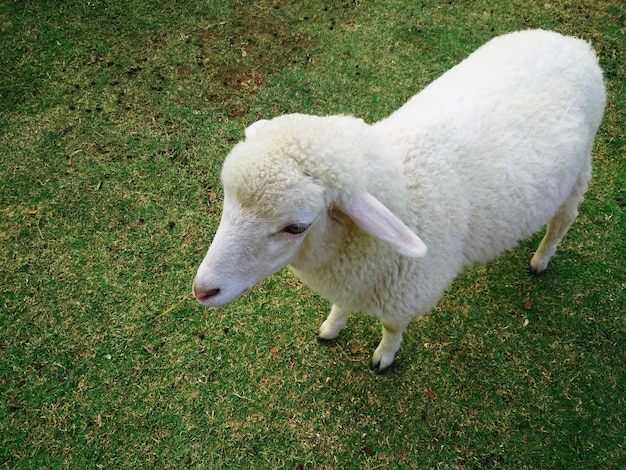 Moutons avec de l&#39;herbe verte