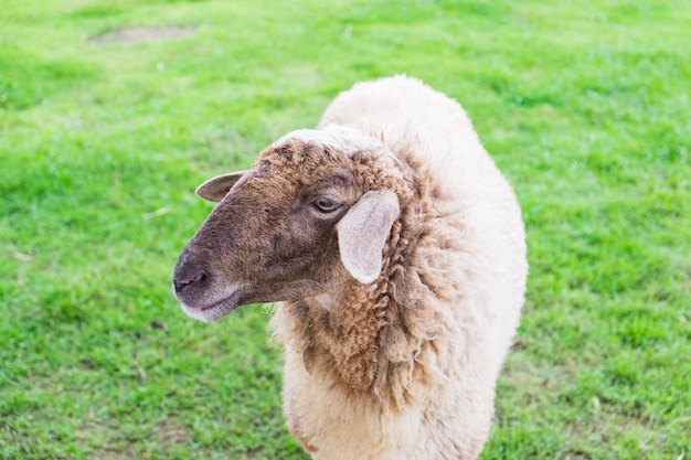 Moutons hirsutes à la ferme