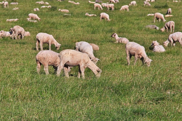 Moutons sur l'île du Sud, Nouvelle-Zélande