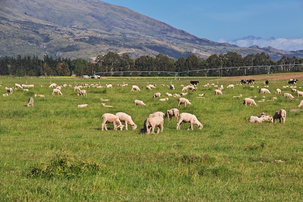 Moutons sur l'île du sud