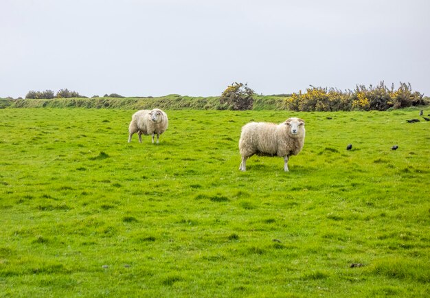 Les moutons en Irlande