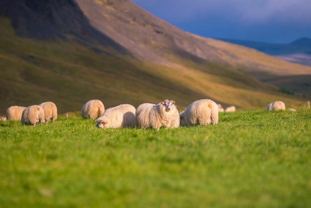 Moutons islandais dans le pré, automne en Islande