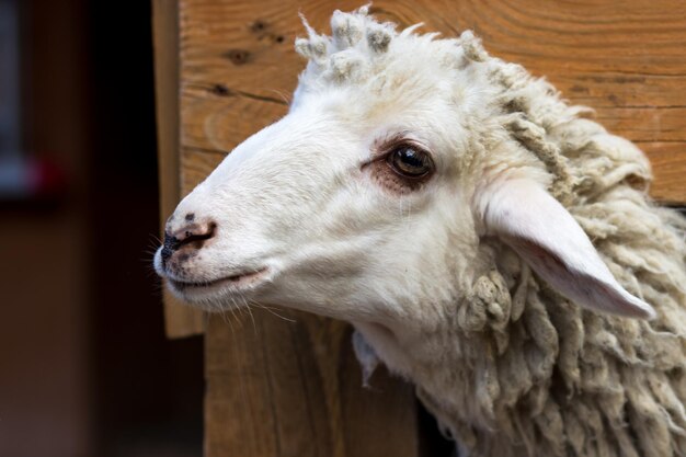 Les moutons jettent un coup d'œil derrière la clôture