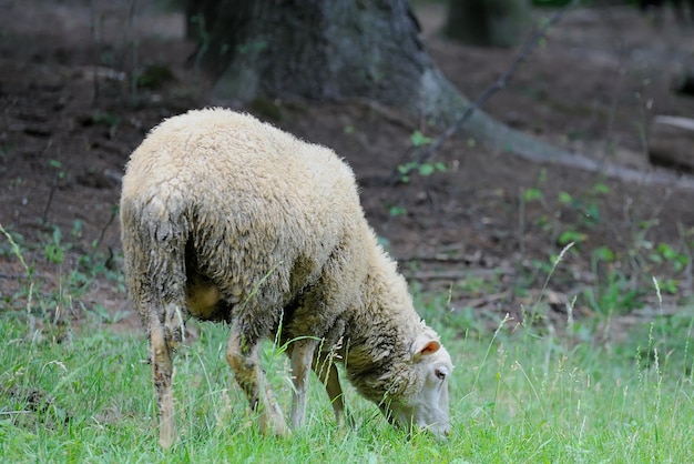 Moutons laineux debout dans un champ vert