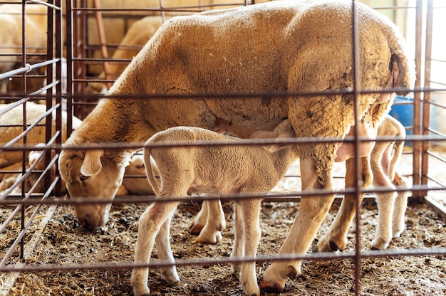 Moutons de lait nouveau-nés