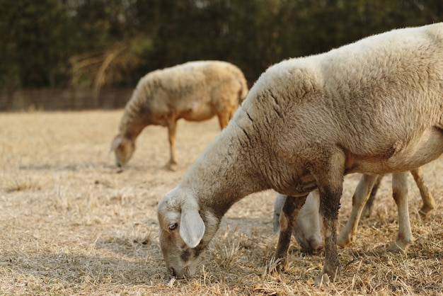 Les moutons mangent de l'herbe.