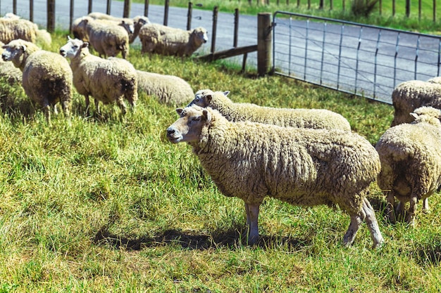 Moutons mérinos à l'élevage en Nouvelle-Zélande