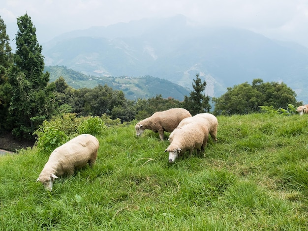 Photo des moutons mignons dans la ferme de cingjing