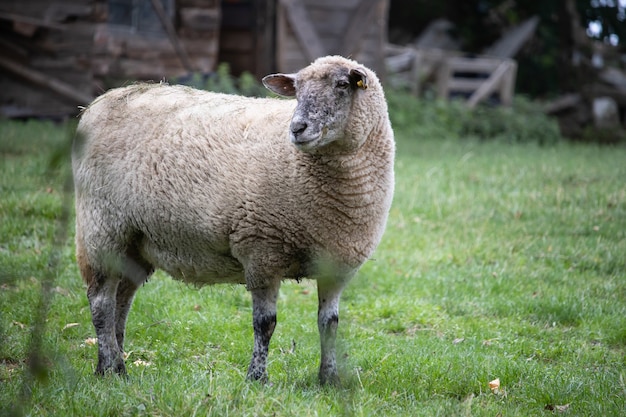 Moutons moelleux mignons s'exécutant dans un champ