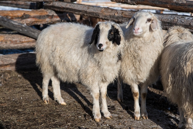 Moutons mongols dans petite grange