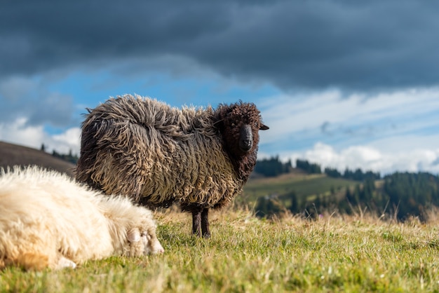 Moutons de montagne paissant dans les pâturages en été