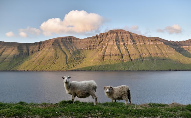 Photo des moutons sur la montagne par le lac contre le ciel