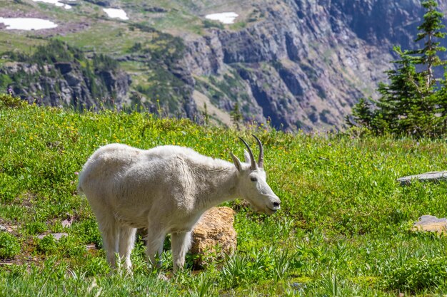 Photo des moutons sur la montagne