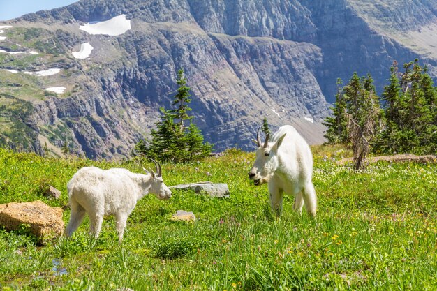 Des moutons sur une montagne.