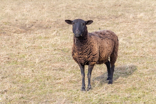 Photo moutons noirs dans une prairie