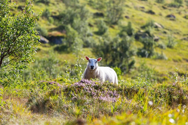 Moutons en Norvège