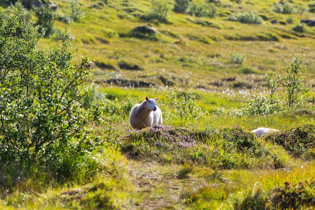 Moutons en Norvège