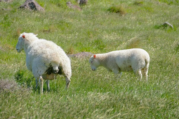 Les moutons en Nouvelle-Zélande