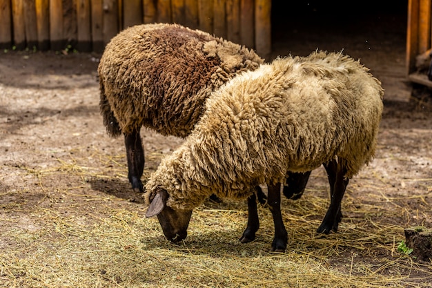 Des moutons paissant sur une clôture à la ferme.