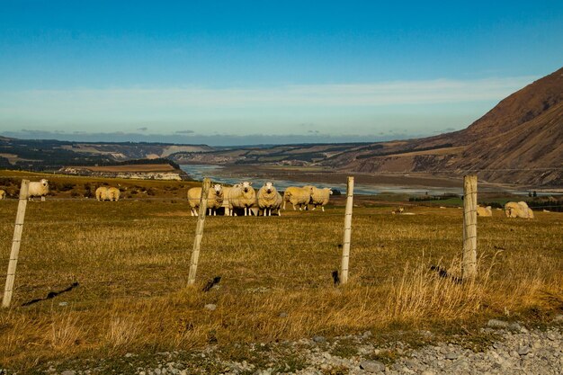 Des moutons paissant sur les contreforts des Alpes Sth sur l'alpage dans le high country d'Ashburton