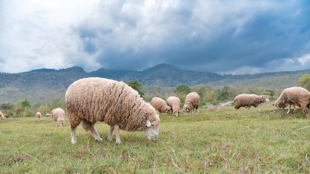 Moutons paissant dans le champ vert pays