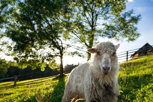 Des moutons paissant dans un pré. Montagnes carpates. Espace de copie