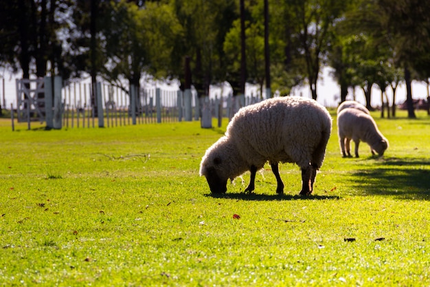 Moutons paissant à la ferme en été