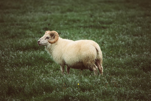 Moutons paissant en Islande
