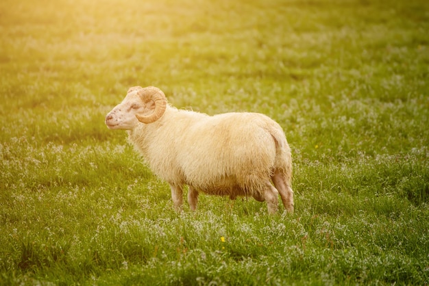 Moutons paissant en Islande