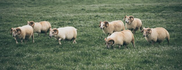 Moutons paissant en Islande