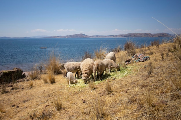 Des moutons paissant sur la péninsule de Llachn sur le lac Titicaca au Pérou