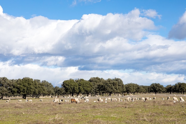 Moutons paissant sur la prairie avec un incroyable nuages