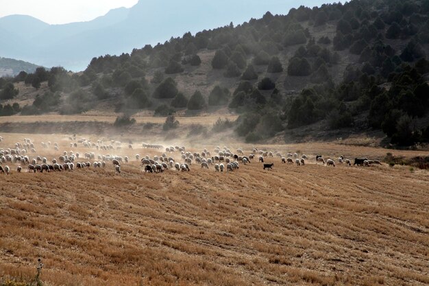 Moutons paissant sur le terrain