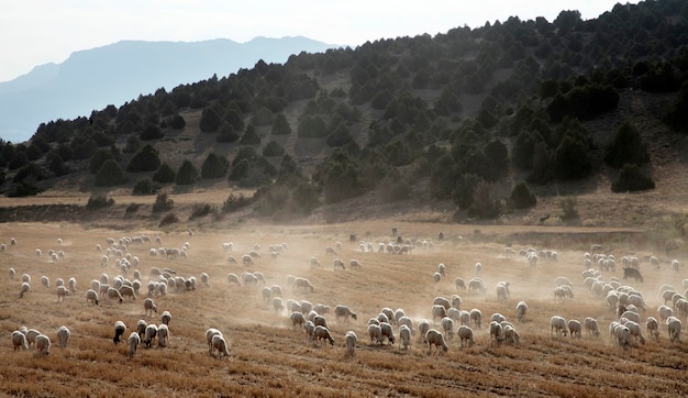 Moutons paissant sur le terrain