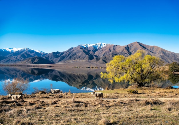 Des moutons paissant sur des terres agricoles au bord du lac Benmore