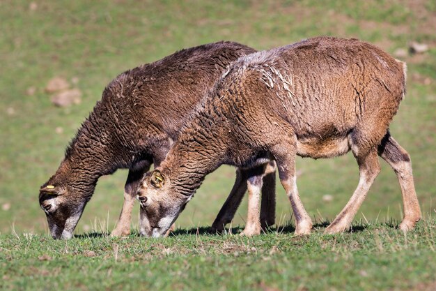 Moutons paissant