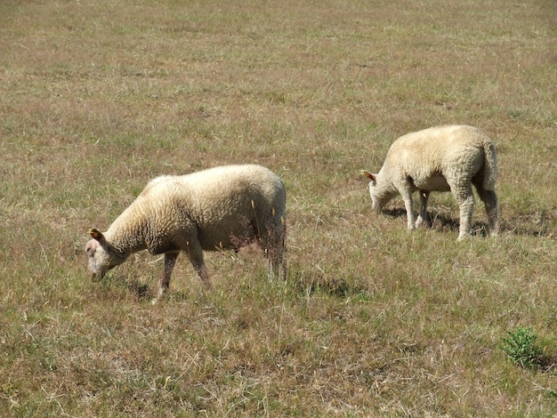 Des moutons paissant