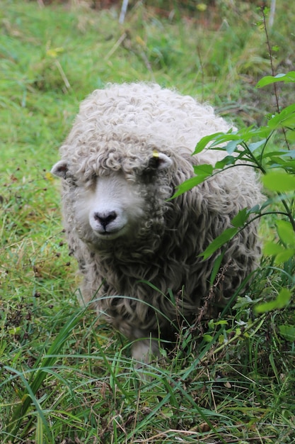 Les moutons paissent au coeur de Londres