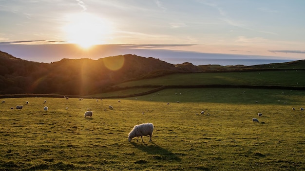 Des moutons paissent sur le champ contre le ciel au coucher du soleil