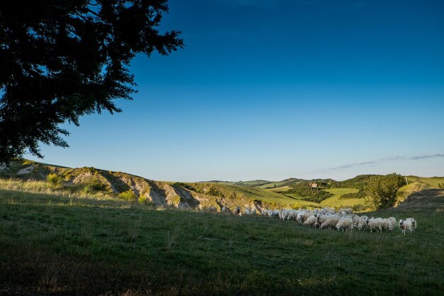 Des moutons paissent sur le champ contre un ciel bleu clair