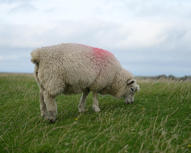 Des moutons paissent sur un champ herbeux