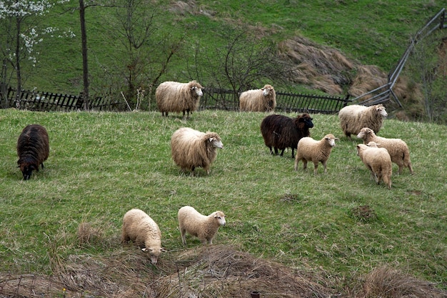 Les moutons paissent dans les alpages