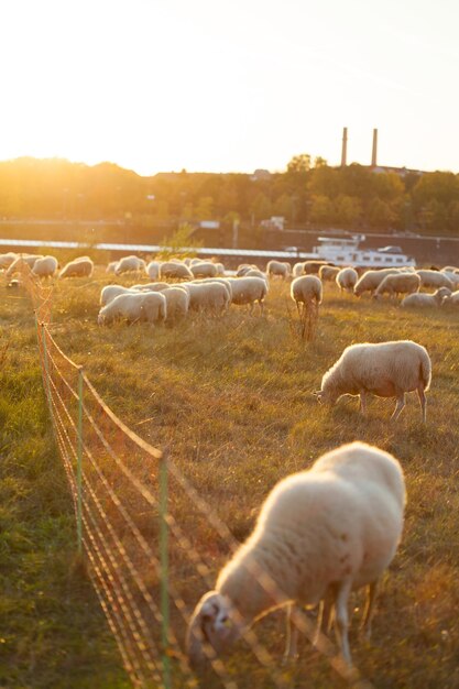 Photo des moutons paissent dans un champ.