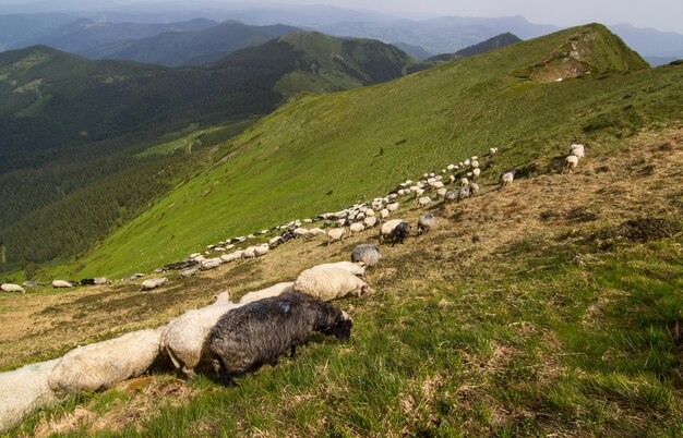 Des moutons paissent dans les montagnes des Carpates Marmaros Ukraine