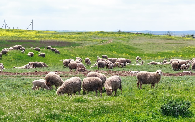 Des moutons paissent dans un pré