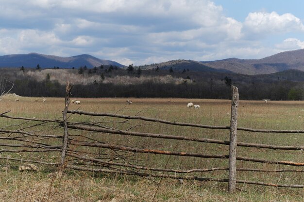 Des moutons paissent dans un ranch entouré d'une simple clôture en bois faite de longs poteaux