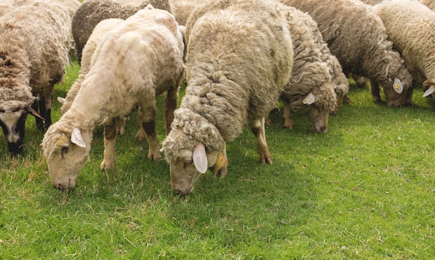 Les moutons paissent sur l'herbe verte au printemps